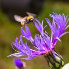 Das Hummelchen fliegt die Flockenblume an um dort lecker zu dinieren