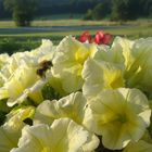 Das Hummelchen mit ihren Pelzmäntelchen zu Besuch