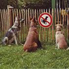 Das Hunde-ABC