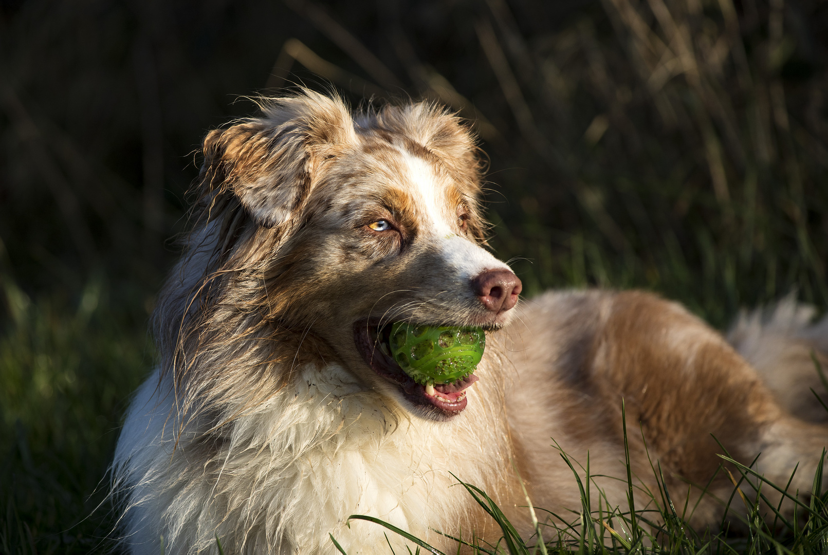 Das Hunde-Model