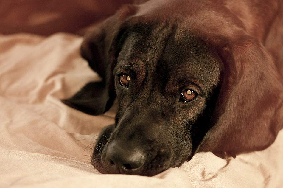 Das Hundeleben ist schon anstrengend