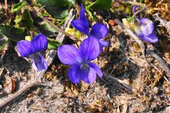 Das Hunds- Veilchen (Viola canina)