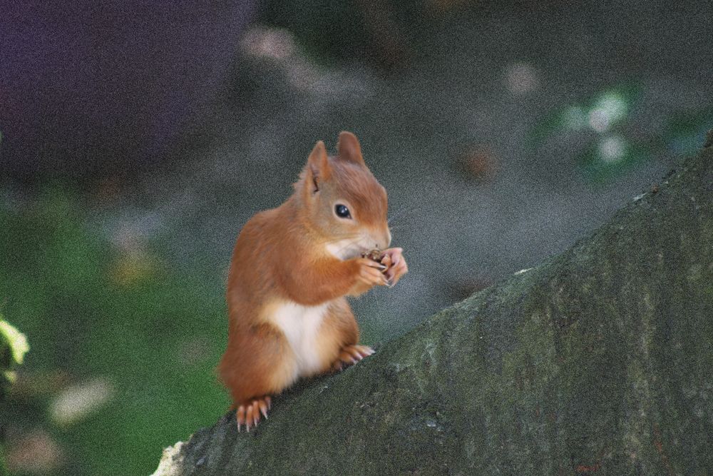 Das hungrige Eichhörnchen