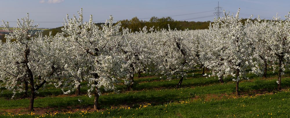 Das ich aus den drei Panoramen mit Frühling pur...