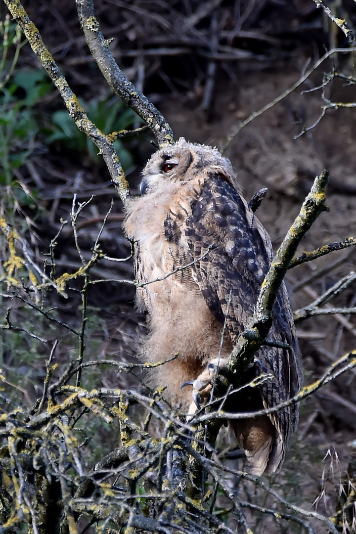 Das ich das mal Wildlife erleben darf