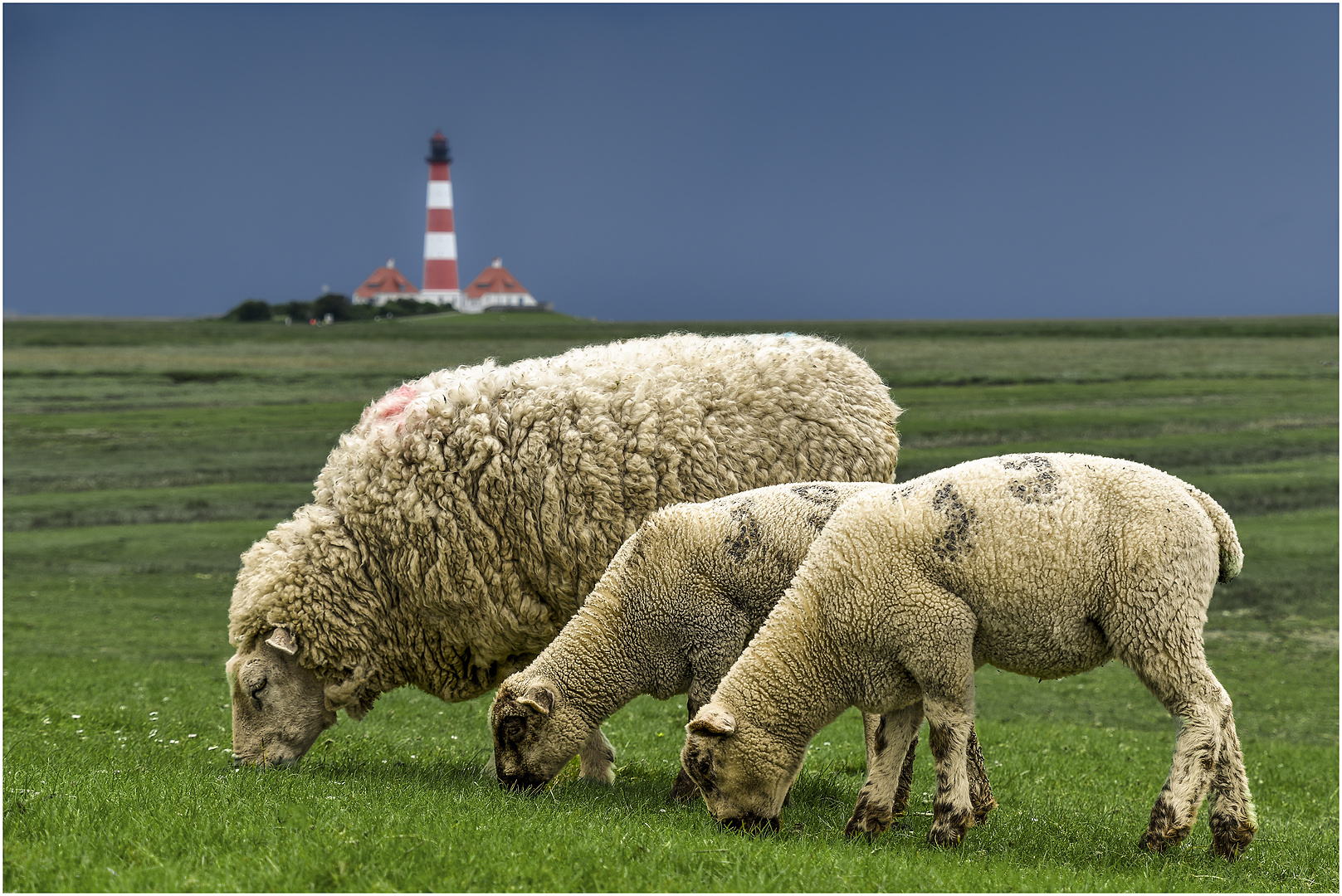 Das Idyll der Westerhever Schafe 