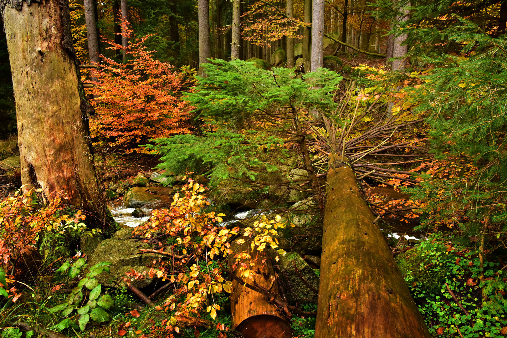 Das Ilsetal im Herbst