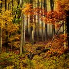 Das Ilsetal im Herbst