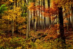 Das Ilsetal im Herbst