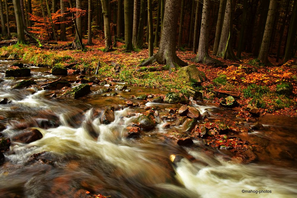 Das Ilsetal im Herbst