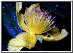 Das immergrüne Johanniskraut - Hypericum calycinum (Familie: Clusiaceae)