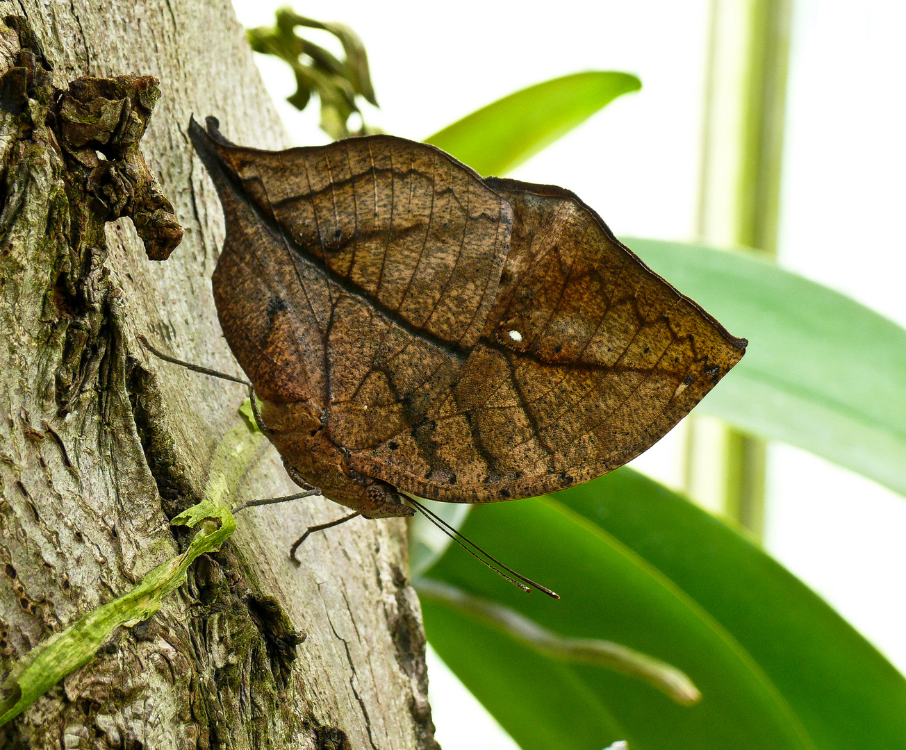 Das Indische Blatt