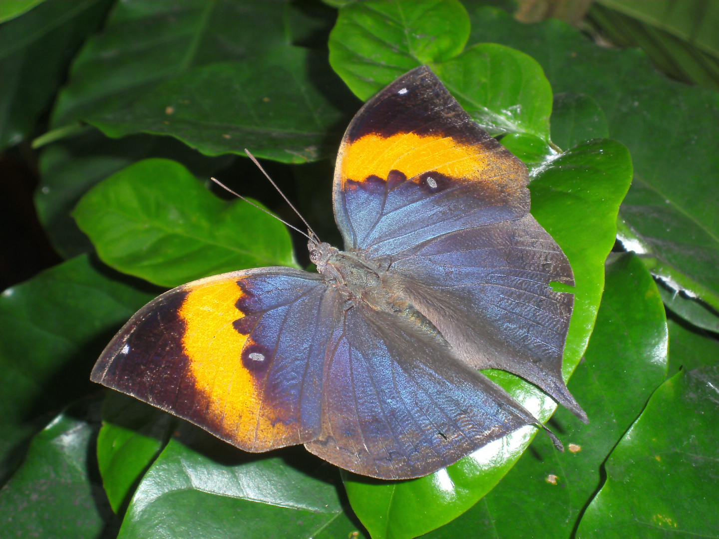 Das indische Blatt (Kallima paralekta) offen