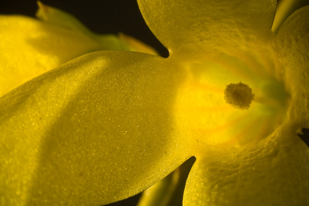 das Innenleben der Blüte einer Forsythie - (Goldflieder, Goldglöckchen)