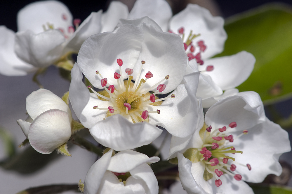 Das Innenleben Foto & Bild | natur-makros, natur-kreativ