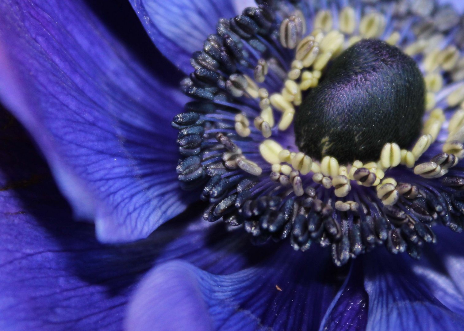 ... das Innenleben einer blauen Anemone ...