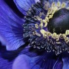 ... das Innenleben einer blauen Anemone ...