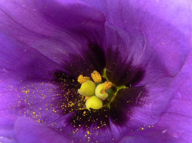 Das Innenleben einer Blüte 1