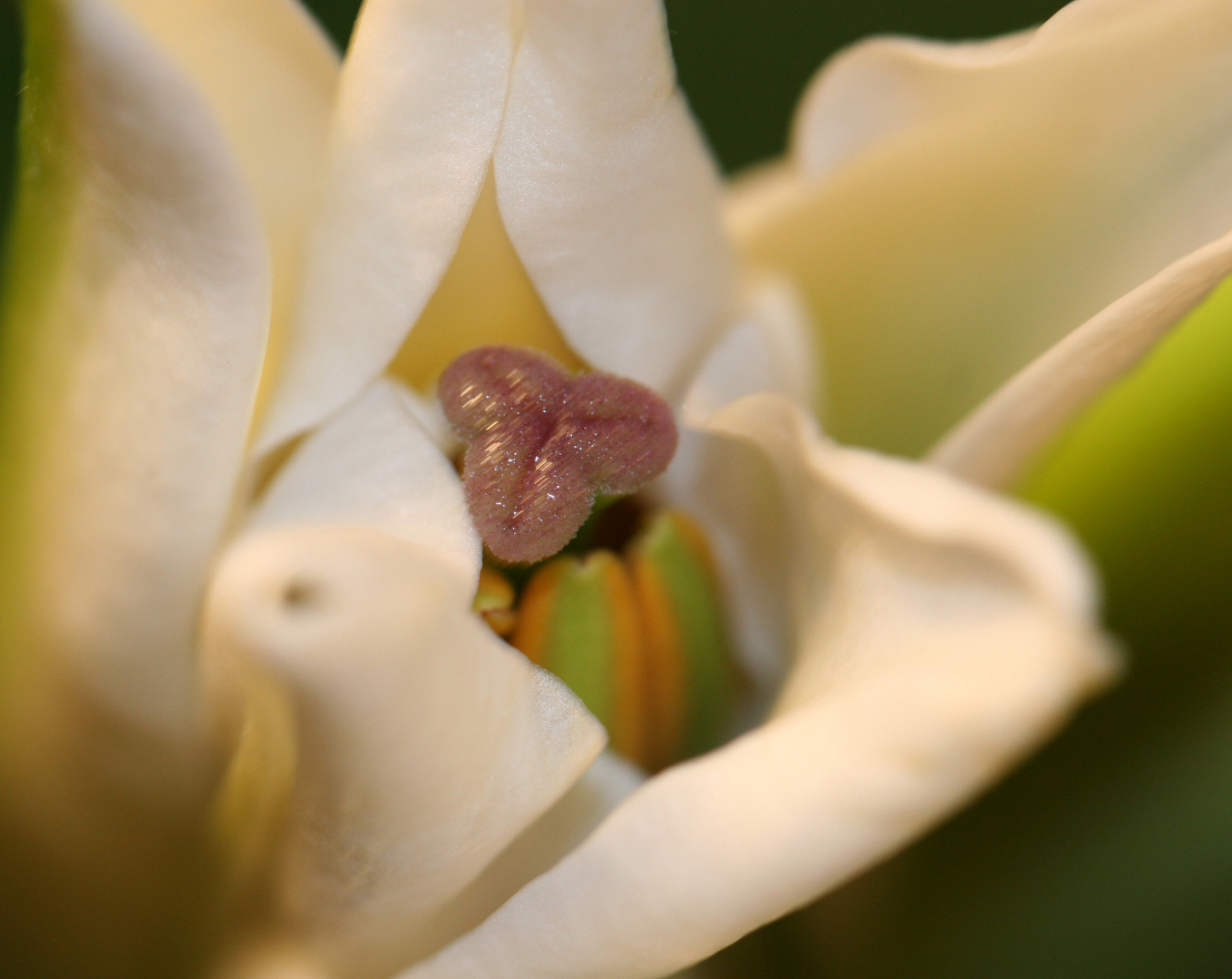 Das Innenleben einer Blume