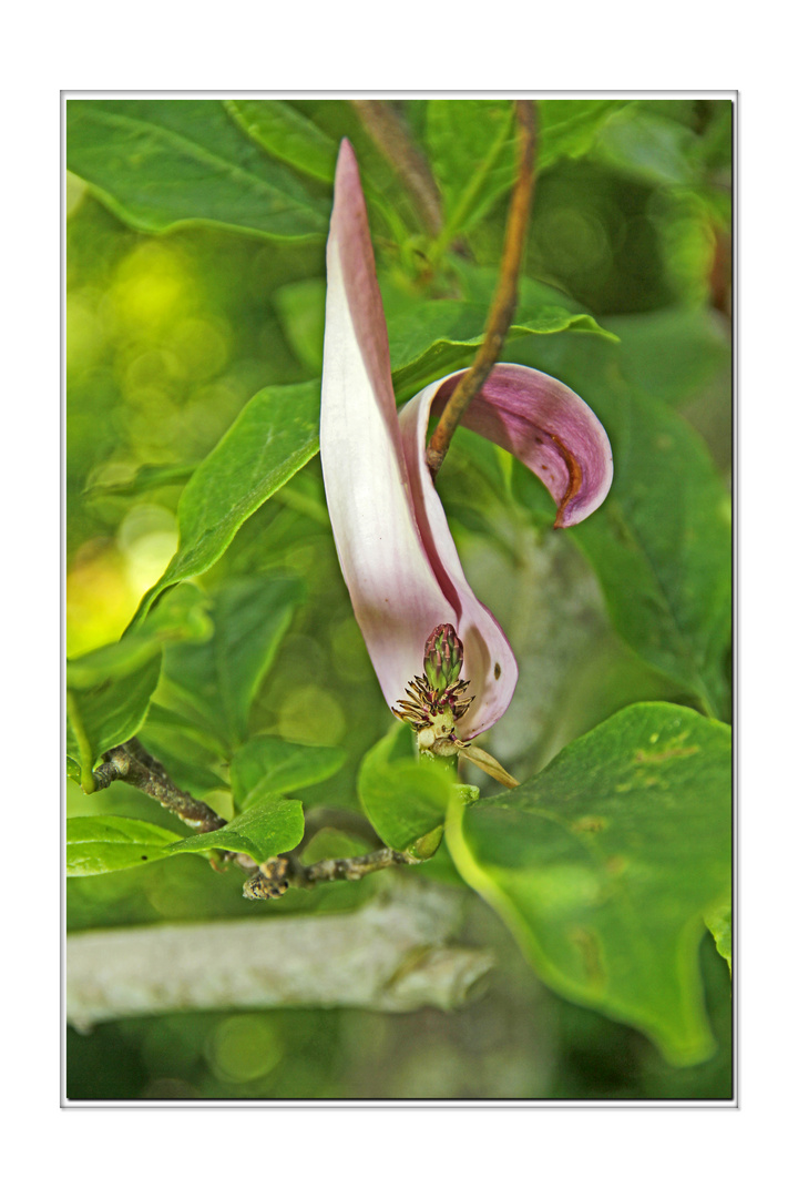 Das Innenleben einer Magnolie