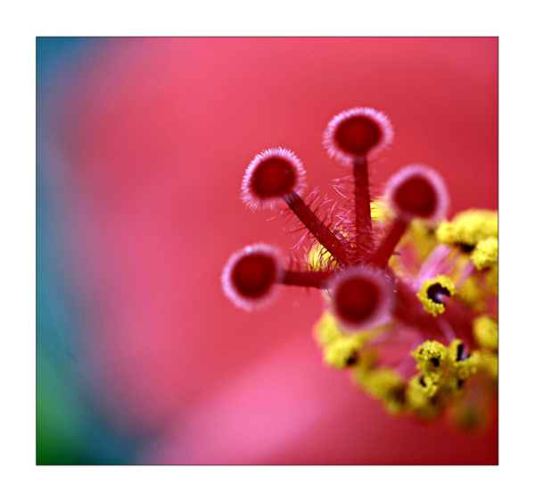 Das Innenleben einer roten Hibiscusblüte