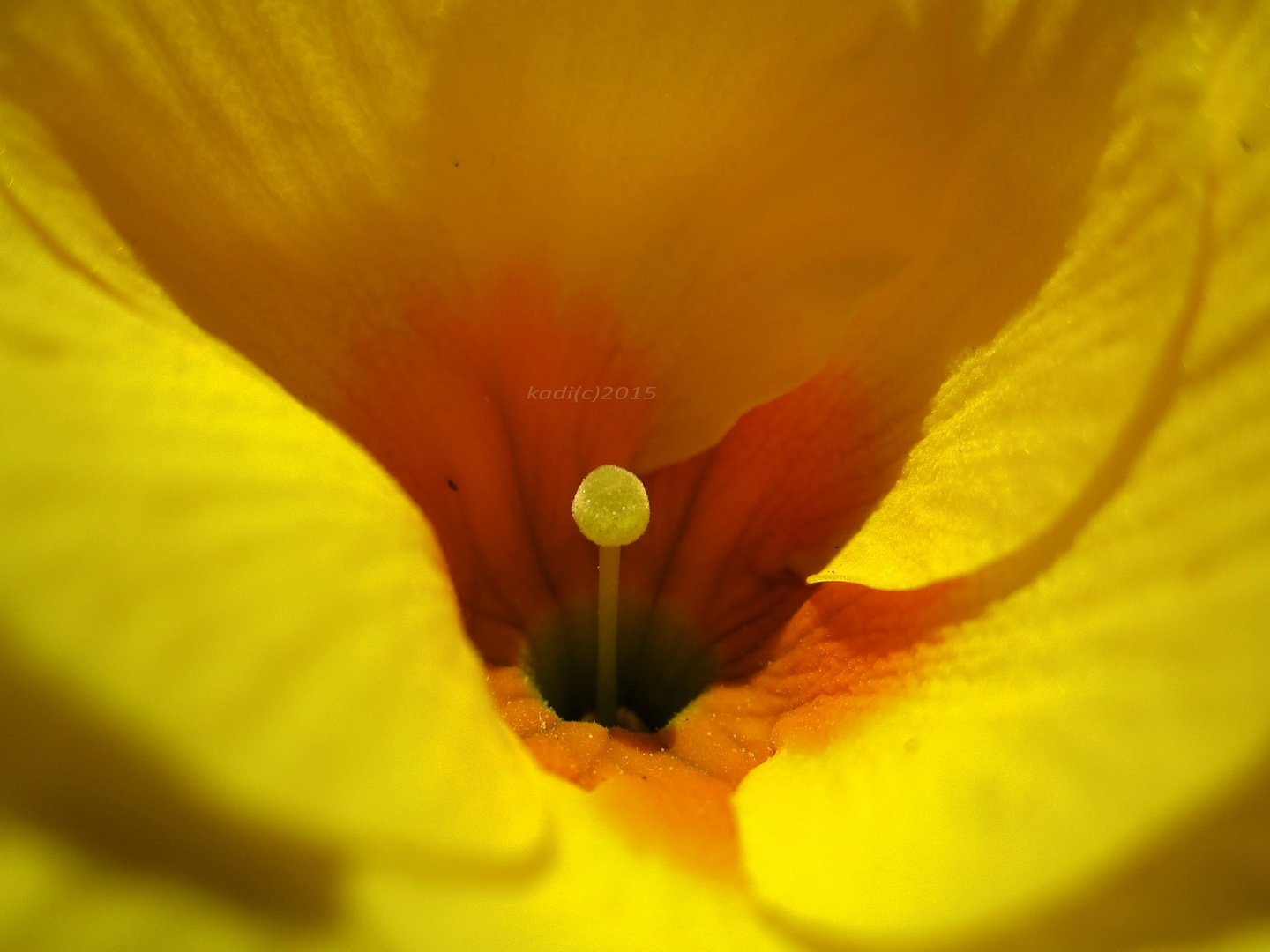 das Innenleben einer Schlüsselblume