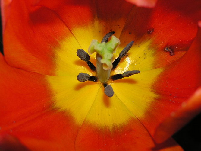 ...das Innenleben einer Tulpe...