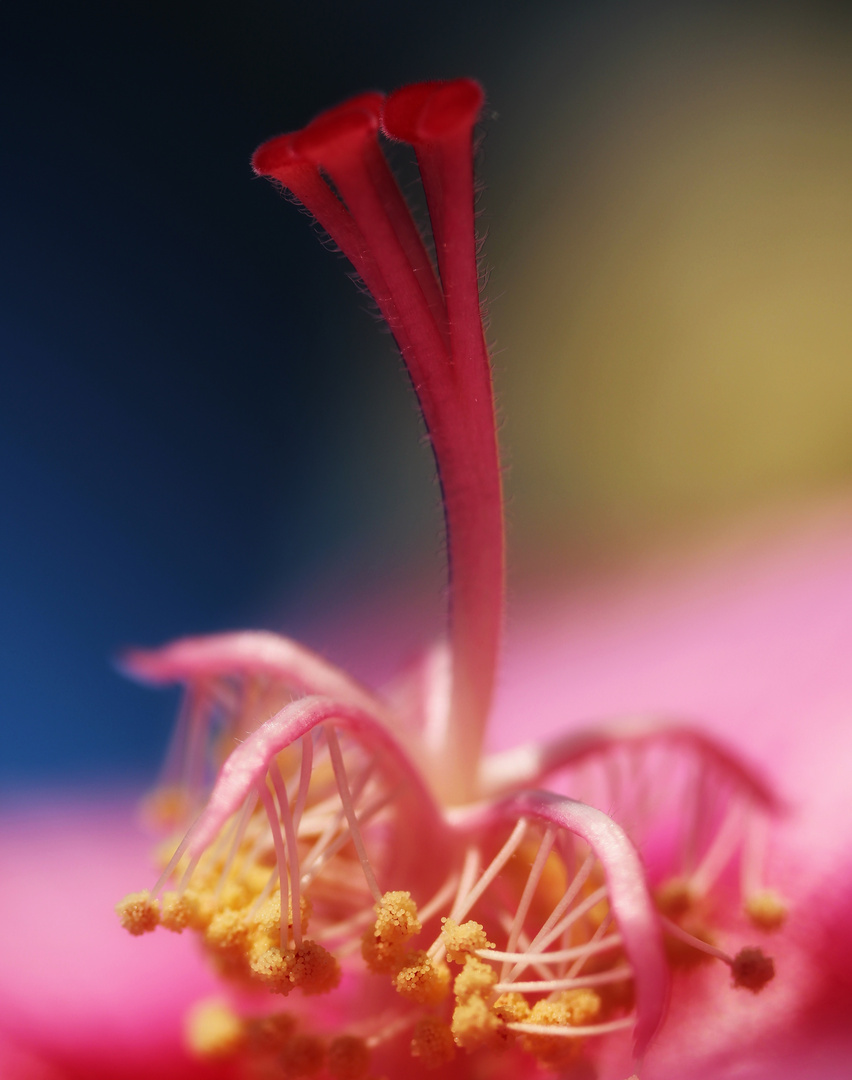 Das Innenleben eines Staudenhibiskus