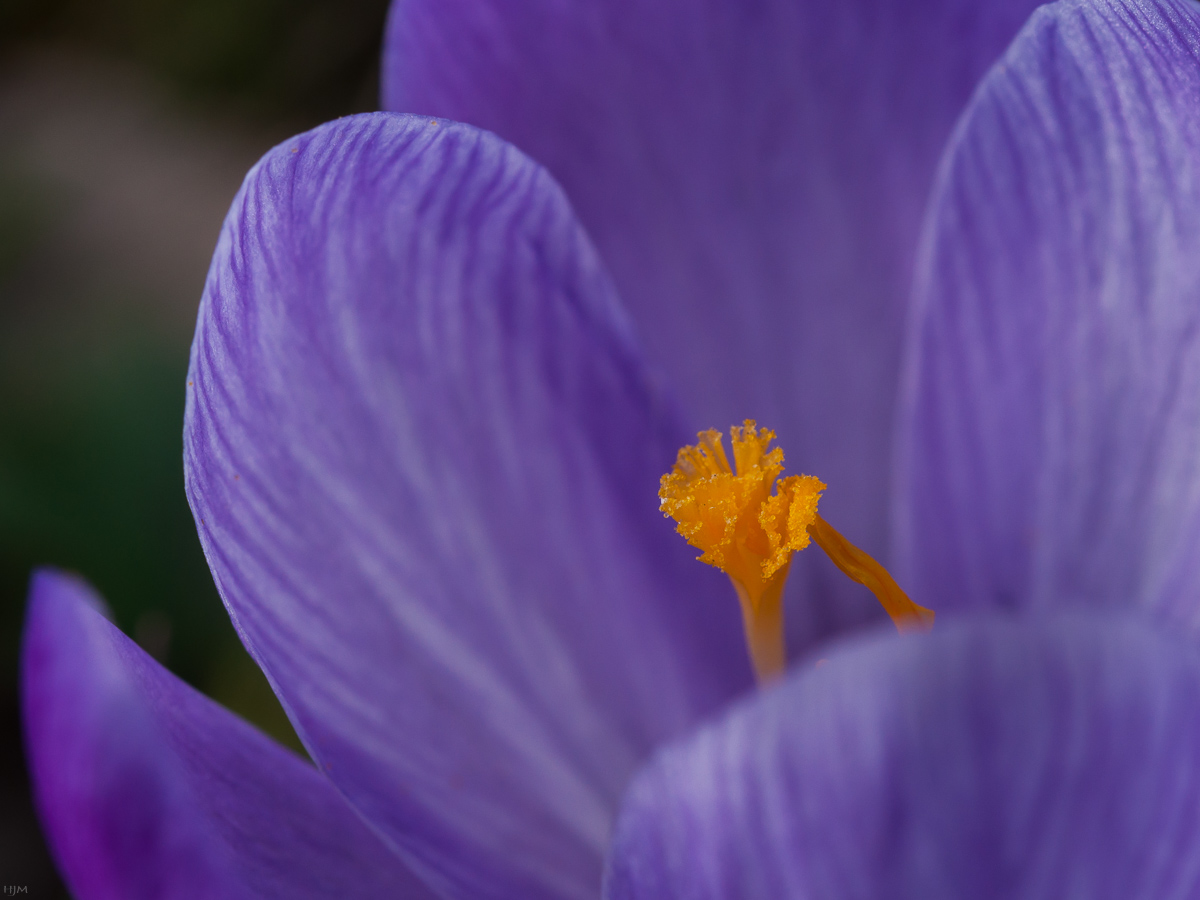 Das Innere der Krokus