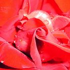 Das Innere der Rosenblüte