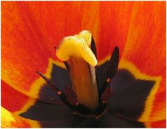 Das Innere der Tulpe