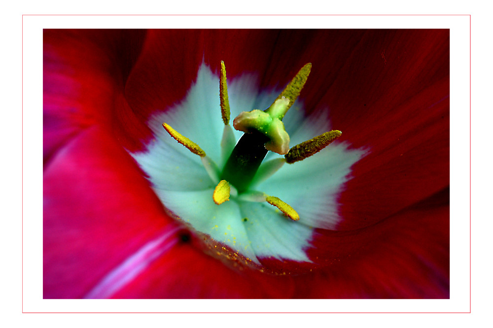 das Innere der Tulpe