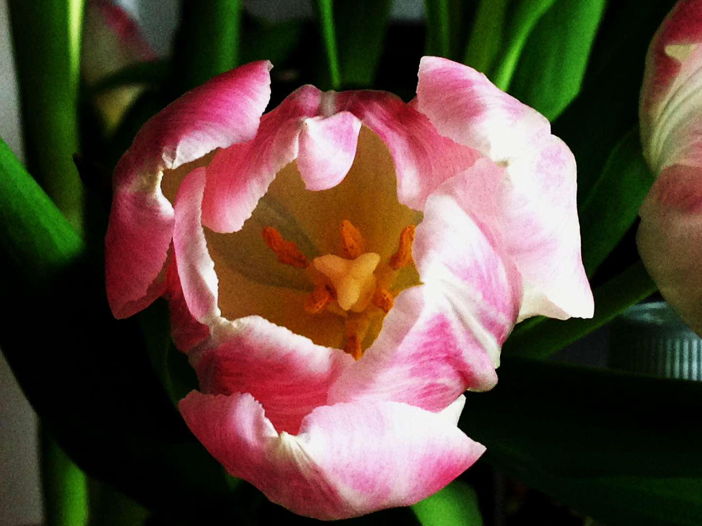 Das Innere der Tulpe