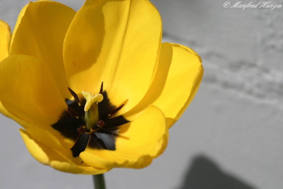 Das innere der Tulpenblüte - kein Makro :-)