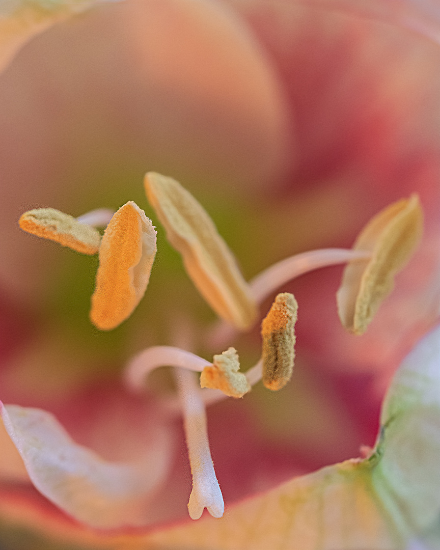 Das  Innere einer Amaryllis