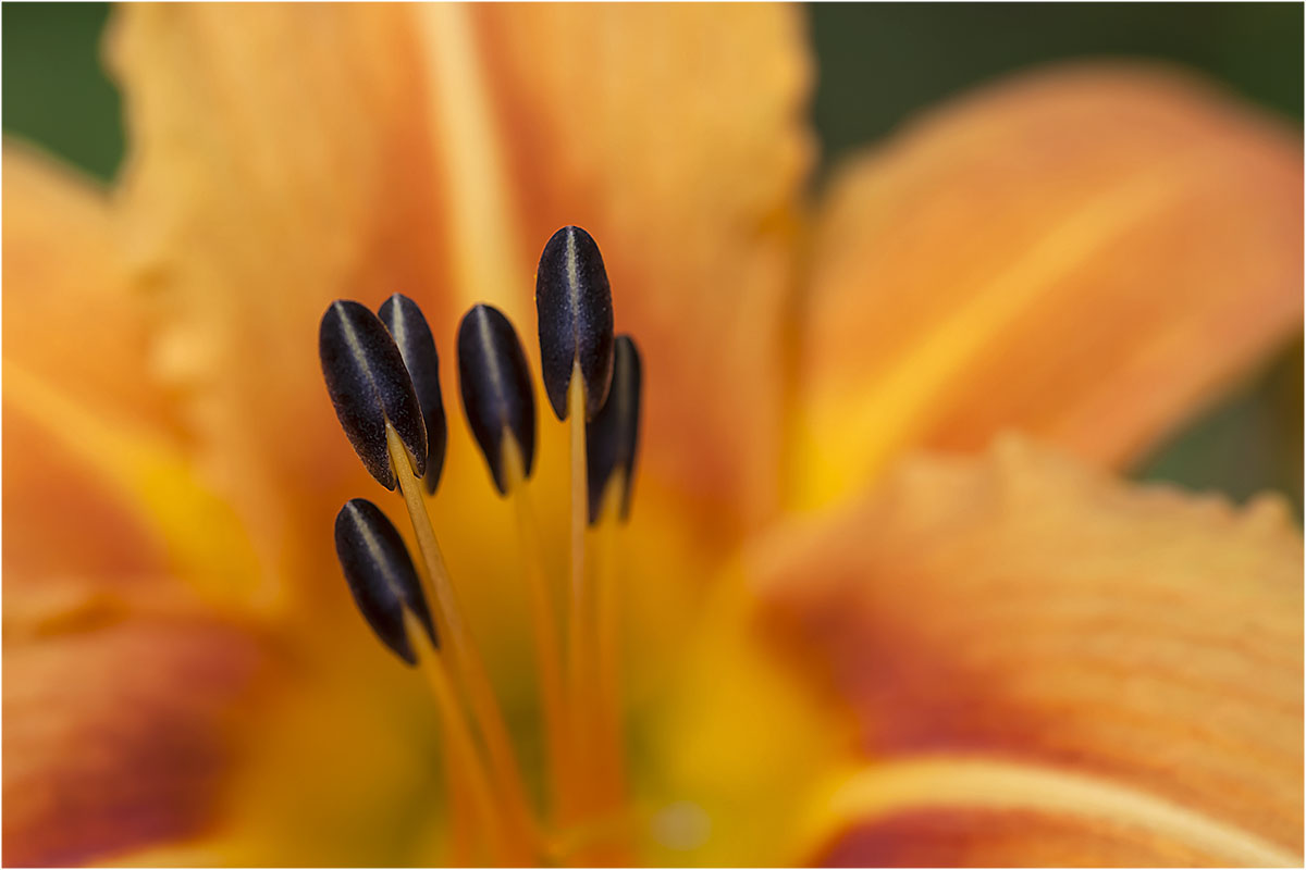 Das Innere einer Blüte I