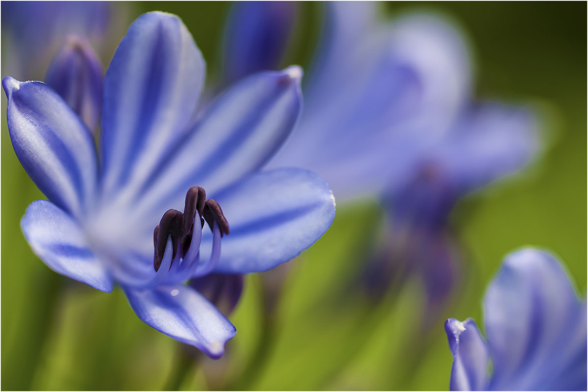 Das Innere einer Blüte III