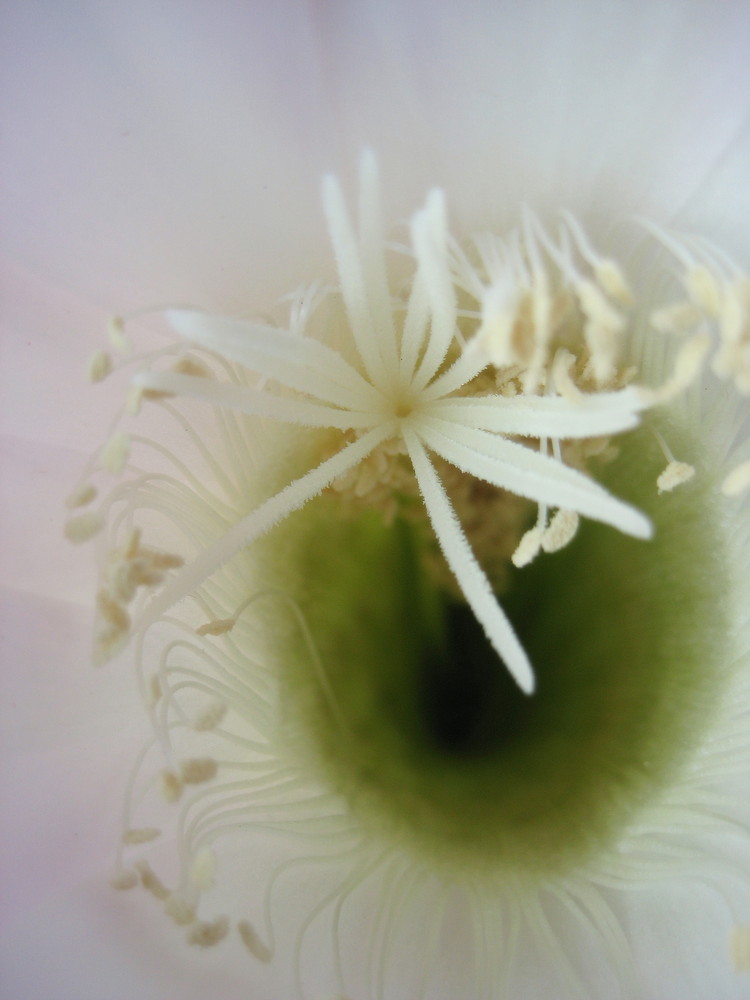 Das Innere einer Blume