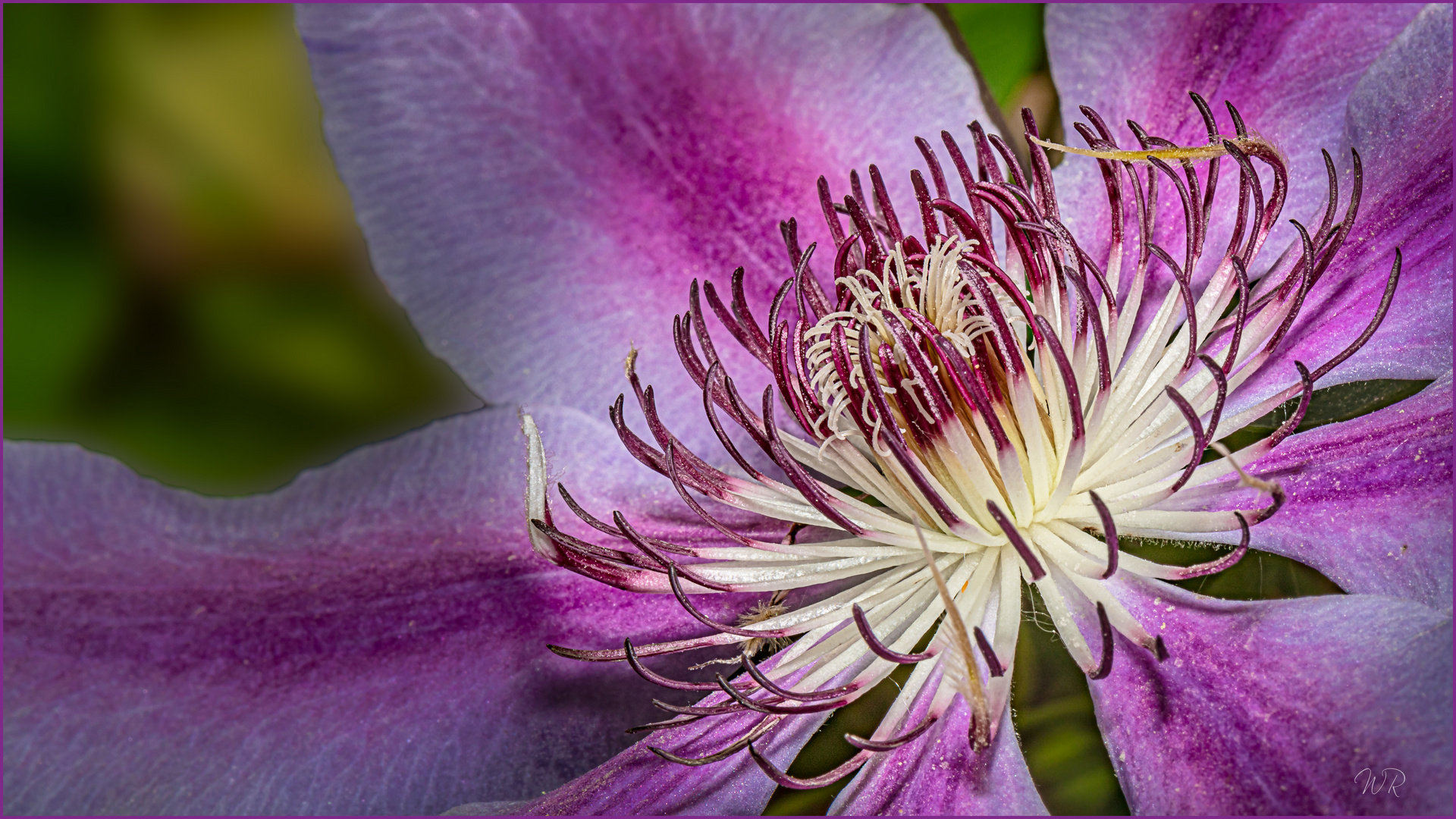 Das Innere einer Clematis