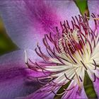 Das Innere einer Clematis