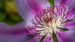 Das Innere einer Clematis