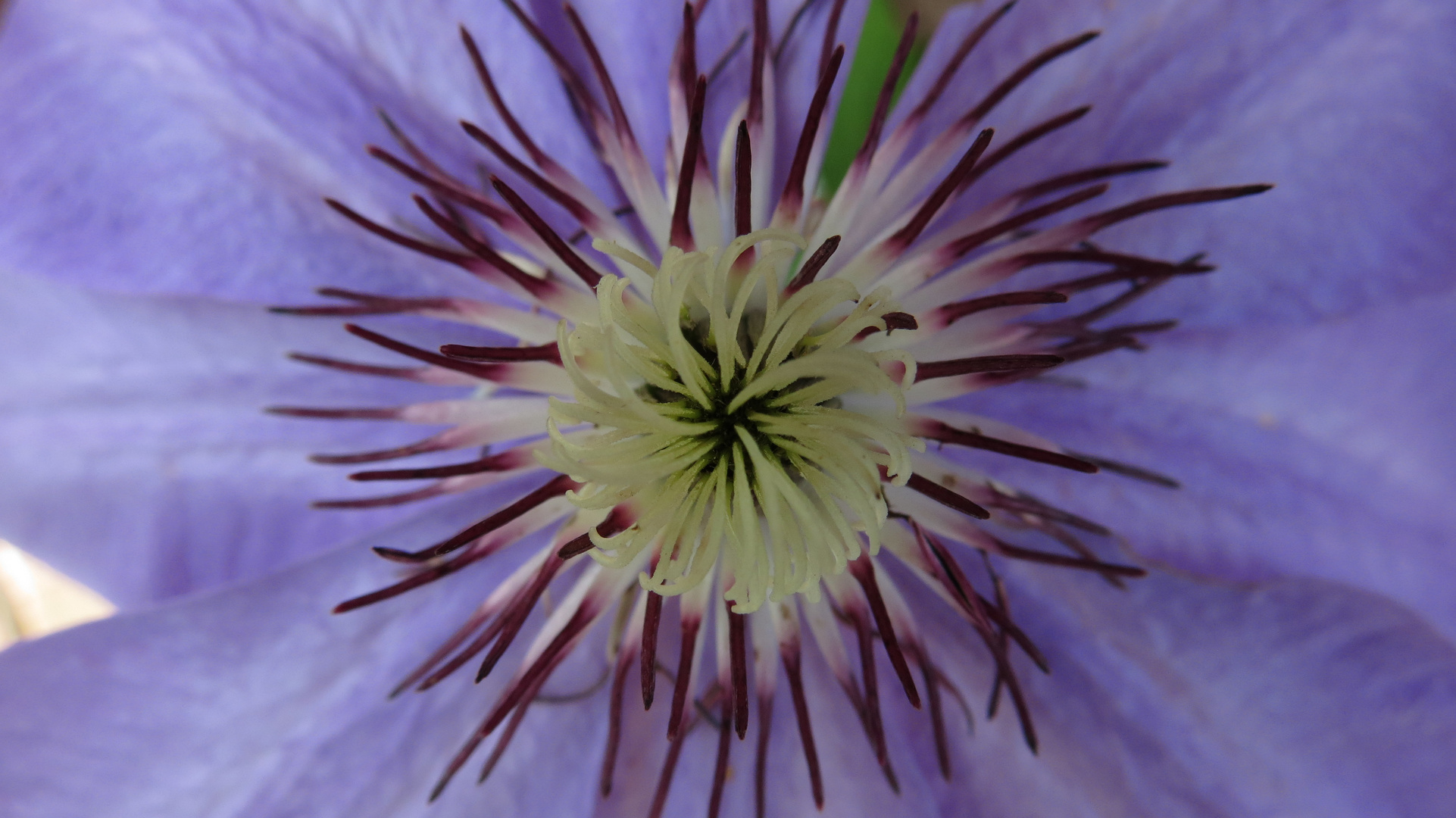 Das innere einer Clematis 'Xerxes'