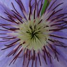 Das innere einer Clematis 'Xerxes'