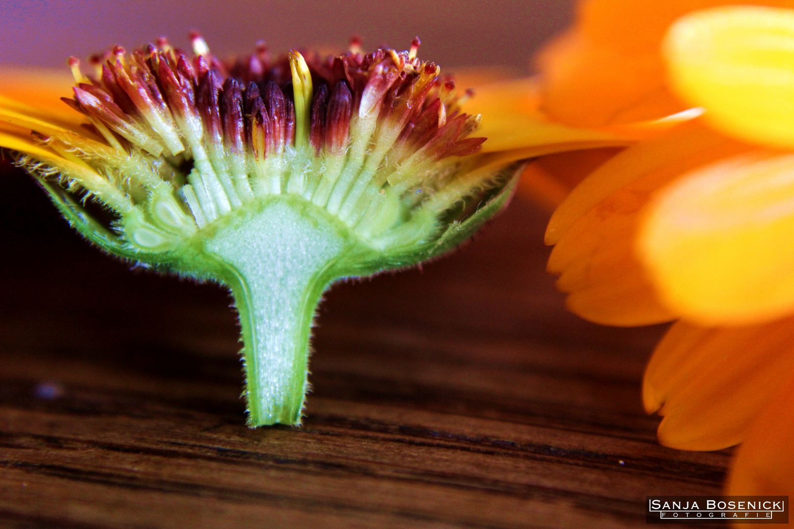 Das Innere einer Korbblüte