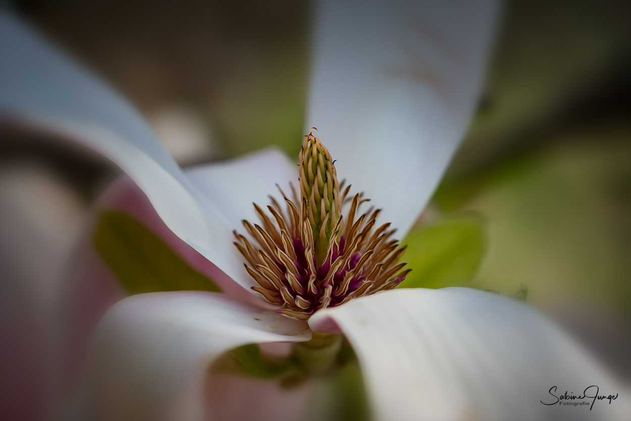 Das Innere einer Magnolie