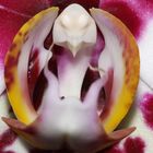 Das Innere einer Orchidee