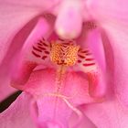 Das Innere einer Orchidee leuchtet (2)