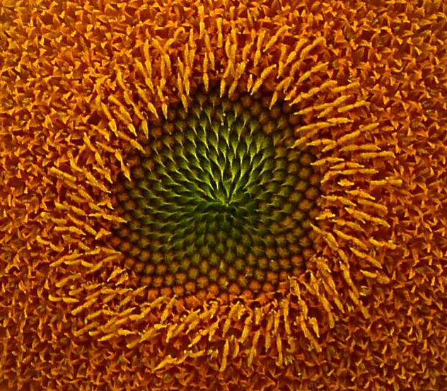 das innere einer Sonnenblume