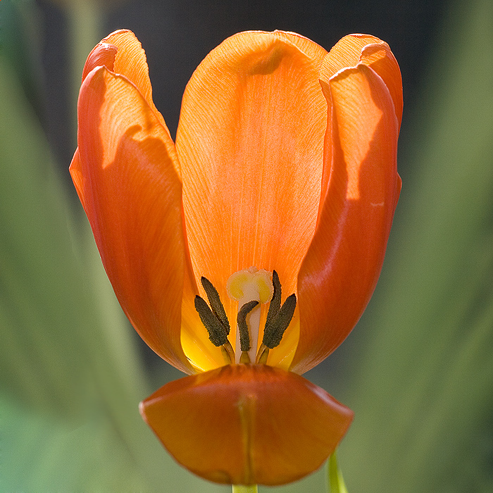 Das Innere einer Tulpe