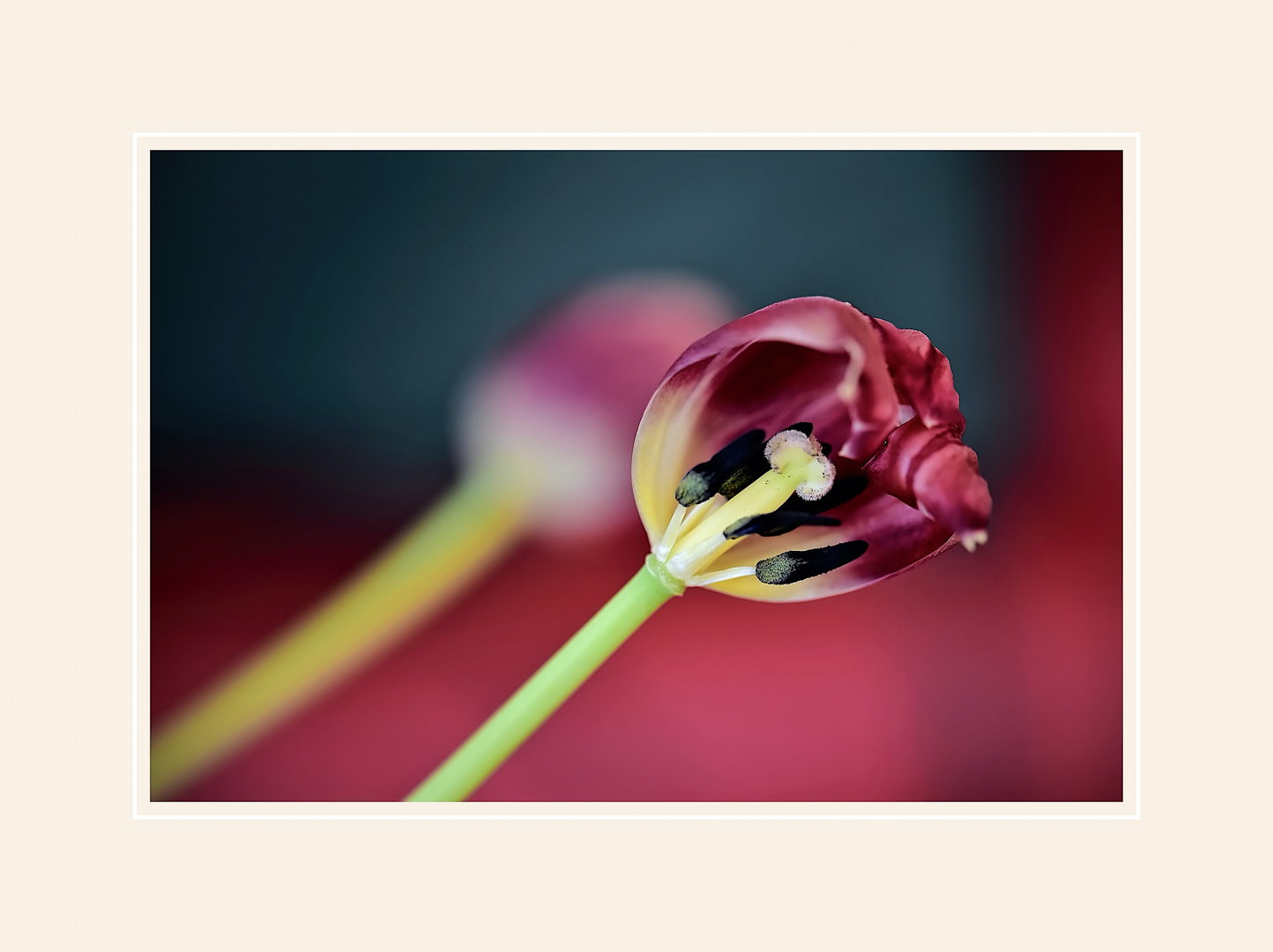 das Innere einer Tulpe